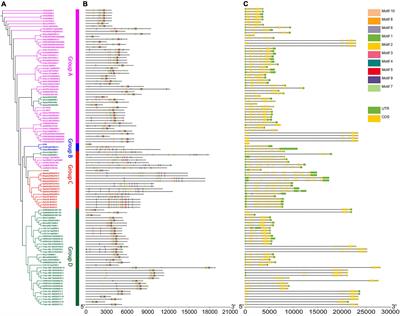 Phylogenetic Analysis of the Plant U2 snRNP Auxiliary Factor Large Subunit A Gene Family in Response to Developmental Cues and Environmental Stimuli